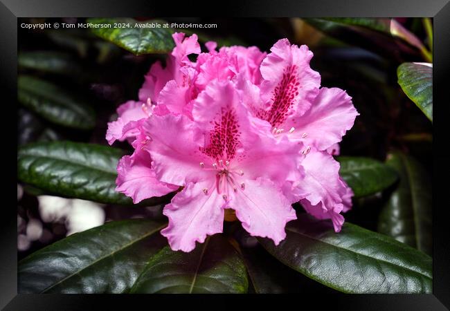 Rhododendron  Framed Print by Tom McPherson