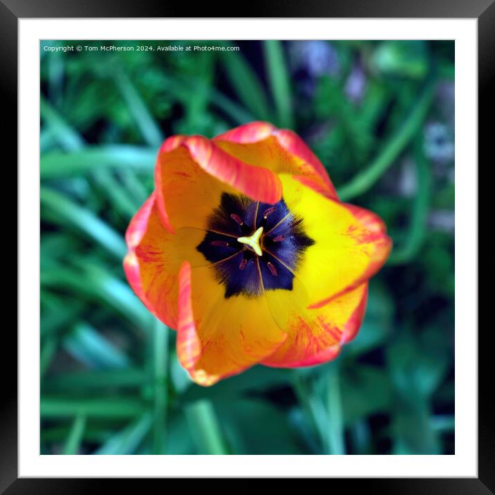 Tulip Framed Mounted Print by Tom McPherson