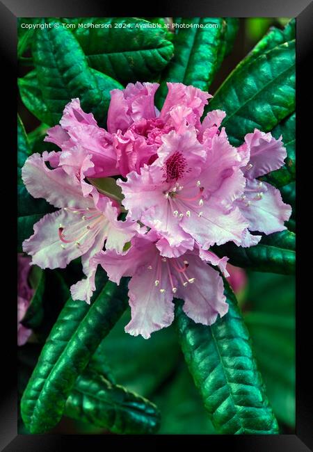 Rhododendron Framed Print by Tom McPherson