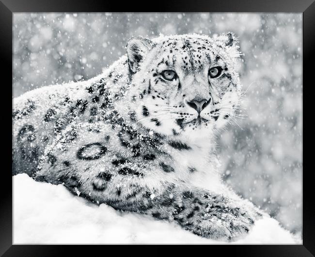 Snow Leopard In Snow Storm III Framed Print by Abeselom Zerit