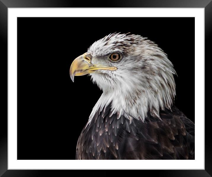 Bald Eagle XX Framed Mounted Print by Abeselom Zerit