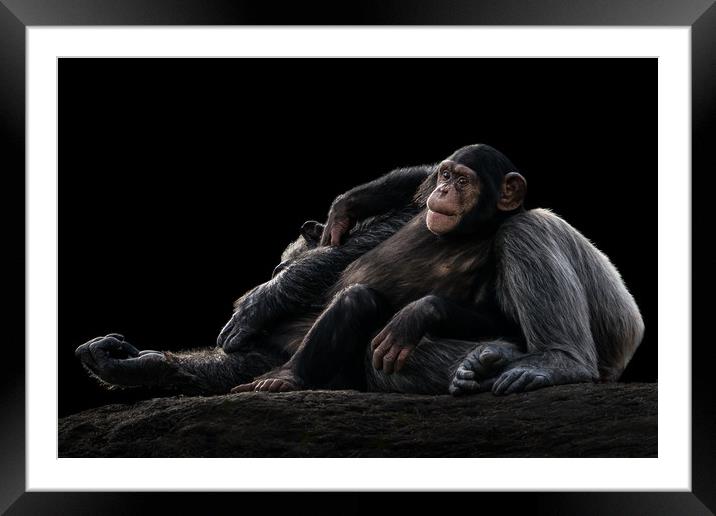Baby Chimpanzee and Mother Framed Mounted Print by Abeselom Zerit
