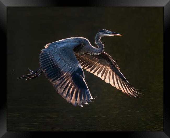 Great Blue Heron in Flight VII Framed Print by Abeselom Zerit