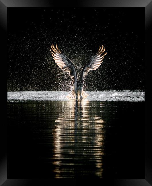 Osprey Takeoff Framed Print by Abeselom Zerit