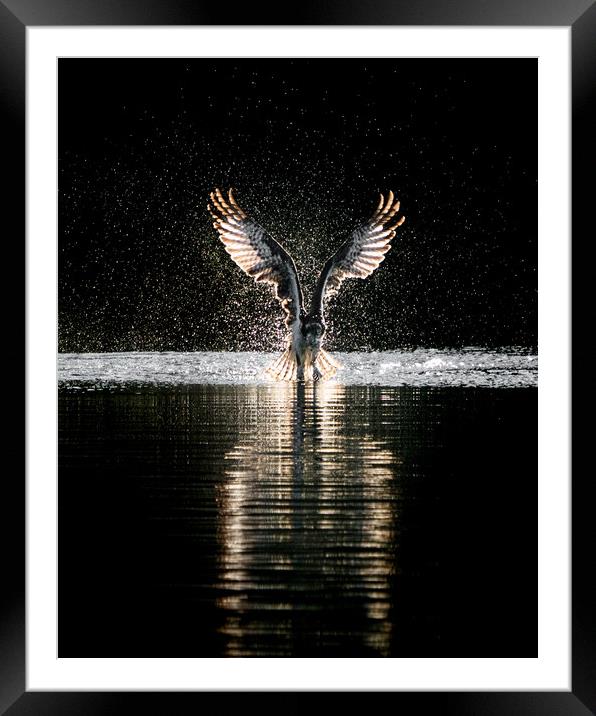 Osprey Takeoff Framed Mounted Print by Abeselom Zerit
