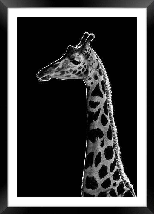 Baringo Giraffe Framed Mounted Print by Abeselom Zerit