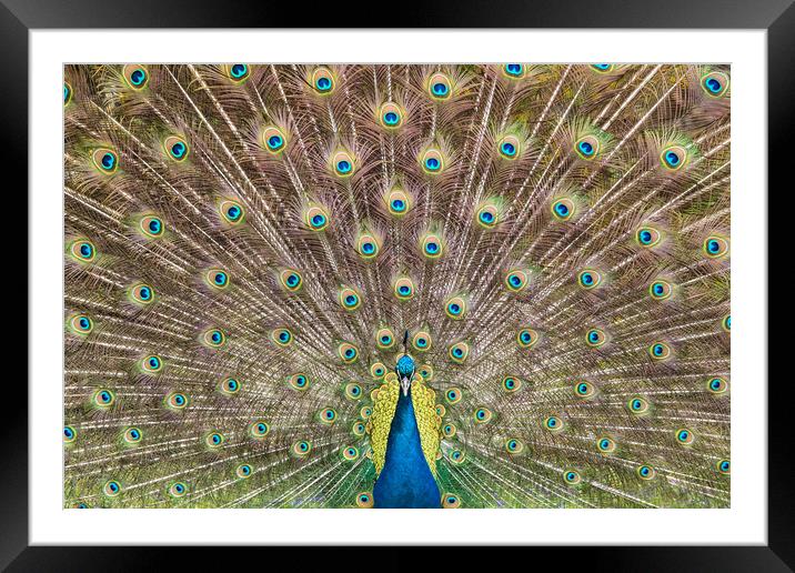 Peacock Plumage Framed Mounted Print by Abeselom Zerit