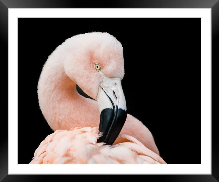 Chilean Flamingo V Framed Mounted Print by Abeselom Zerit