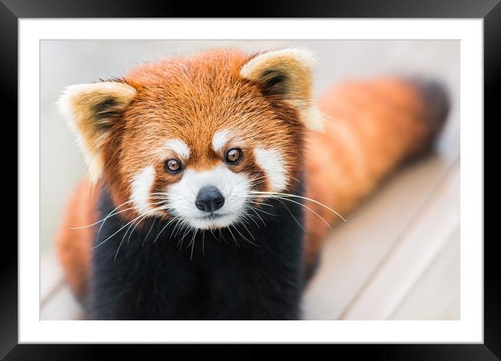 Red Panda Framed Mounted Print by Abeselom Zerit