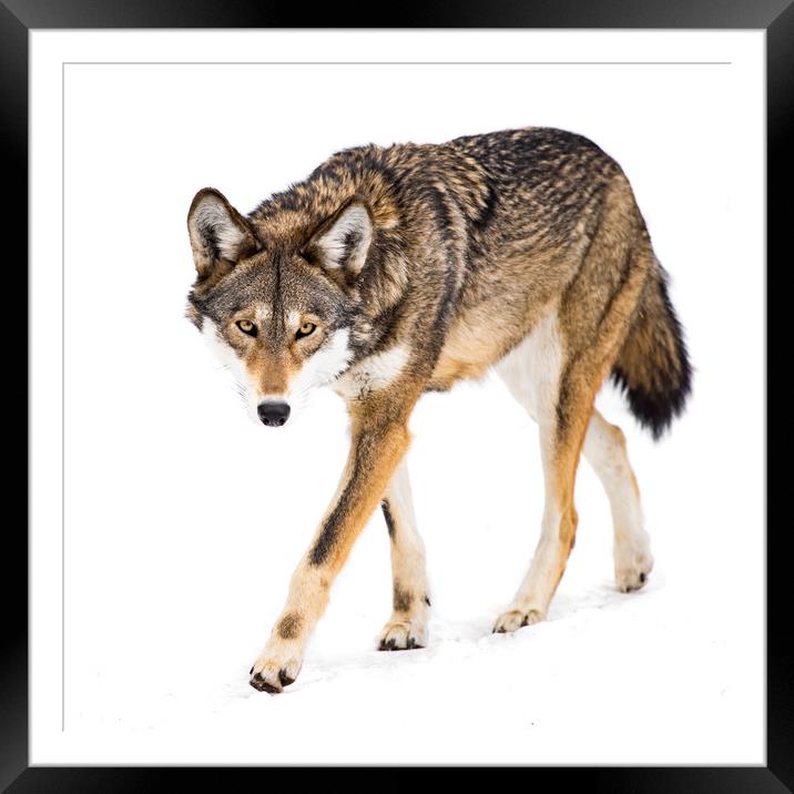 Red Wolf in Snow VIII Framed Mounted Print by Abeselom Zerit