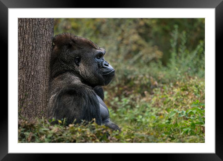 Western Lowland Gorilla XI Framed Mounted Print by Abeselom Zerit