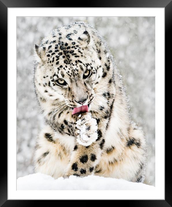Snow Leopard in Snow Storm IV Framed Mounted Print by Abeselom Zerit