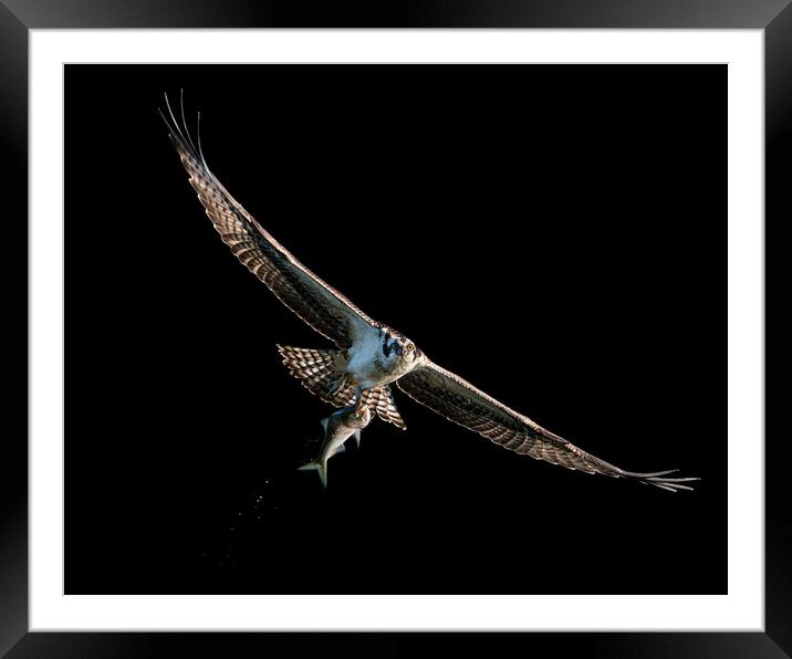 Osprey Catch VIII Framed Mounted Print by Abeselom Zerit