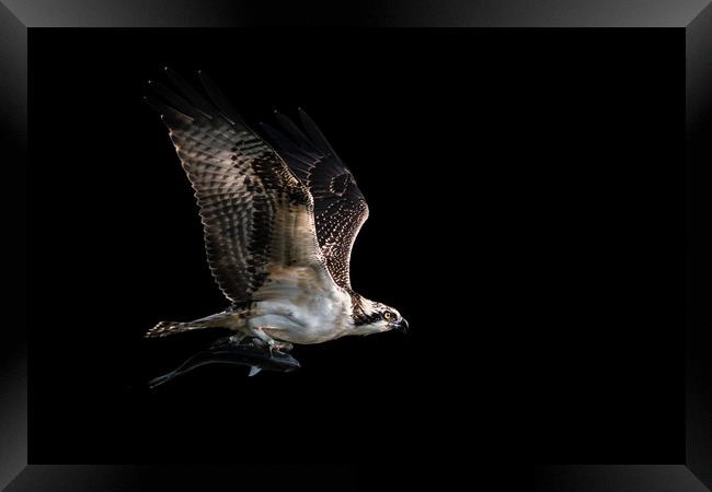 Osprey Catch VII Framed Print by Abeselom Zerit