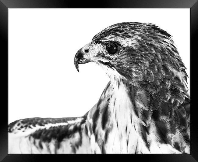 Red-Tailed Hawk II Framed Print by Abeselom Zerit