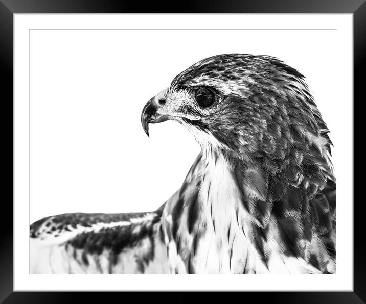 Red-Tailed Hawk II Framed Mounted Print by Abeselom Zerit