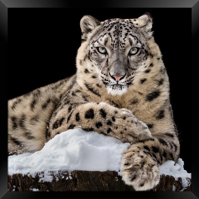 Sunbathing Snow Leopard IV Framed Print by Abeselom Zerit