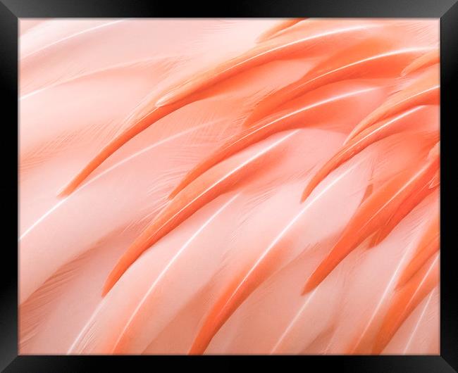 Flamingo Closeup III Framed Print by Abeselom Zerit