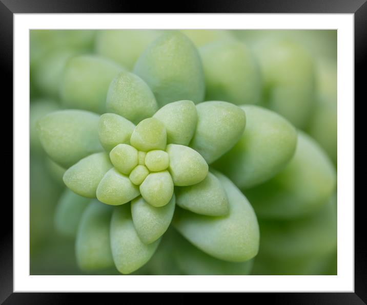Spiraling Succulence II Framed Mounted Print by Abeselom Zerit