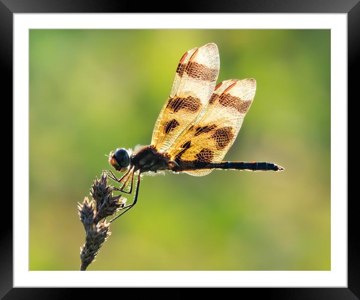 Halloween Pennant XV Framed Mounted Print by Abeselom Zerit