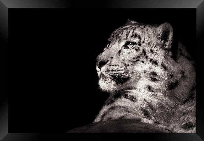Snow Leopard XI B&W Framed Print by Abeselom Zerit