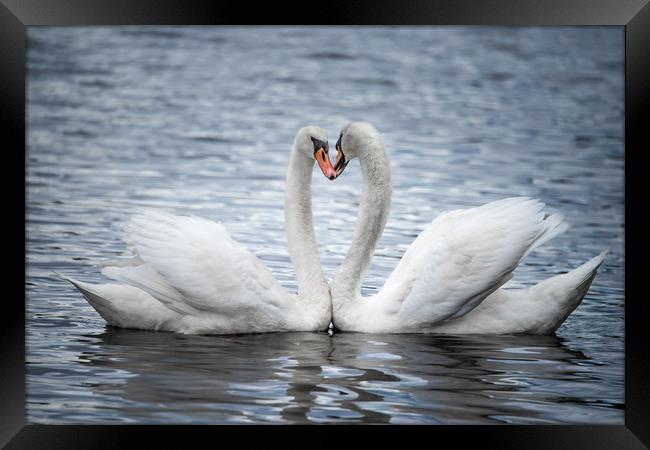 Courting Mute Swans Framed Print by Abeselom Zerit