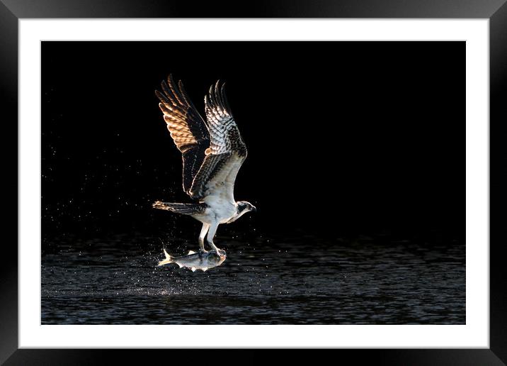 Osprey Takeoff V Framed Mounted Print by Abeselom Zerit