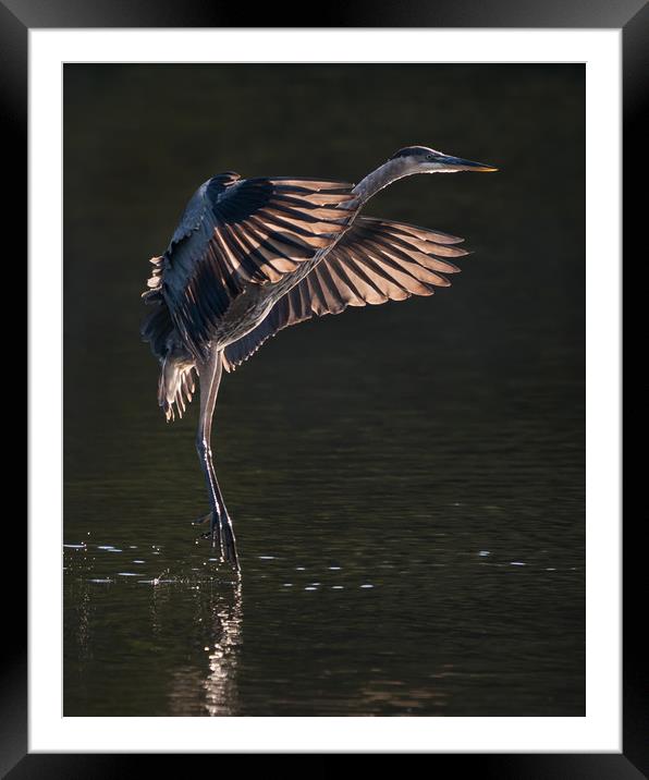 Great Blue Heron in Flight IX Framed Mounted Print by Abeselom Zerit