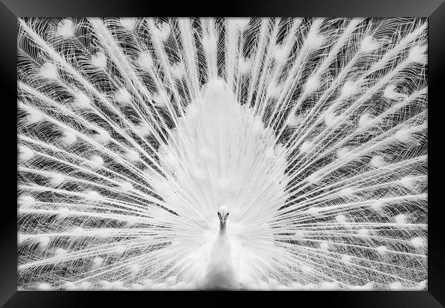White Peacock Framed Print by Abeselom Zerit
