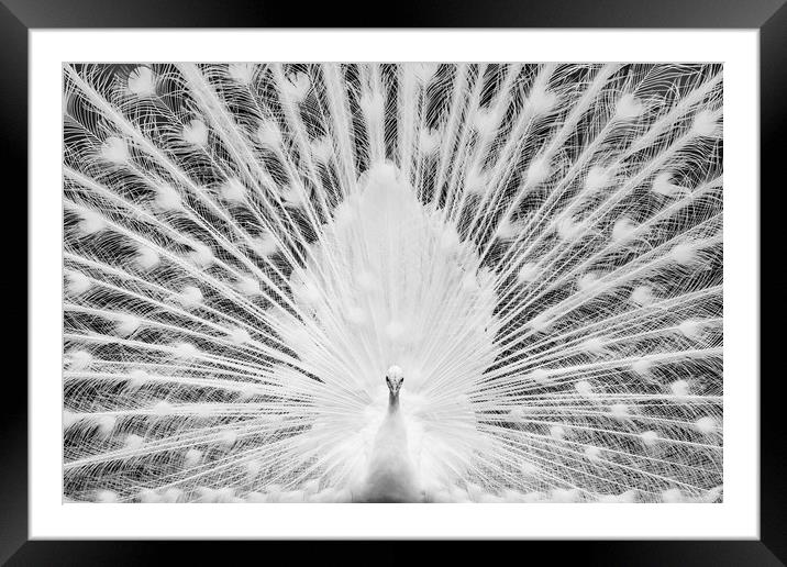 White Peacock Framed Mounted Print by Abeselom Zerit