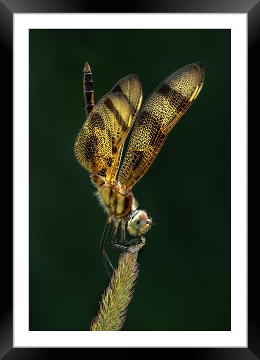 Halloween Pennant XVI Framed Mounted Print by Abeselom Zerit