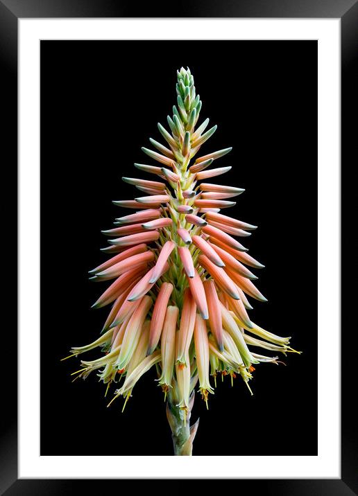 Cactus Bloom Framed Mounted Print by Abeselom Zerit
