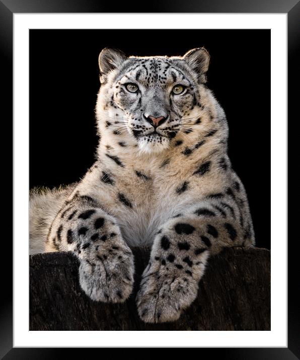 Sunbathing Snow Leopard III Framed Mounted Print by Abeselom Zerit