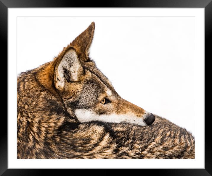 Red Wolf in Snow IX Framed Mounted Print by Abeselom Zerit
