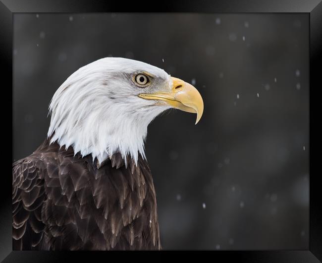 Bald Eagle in Snow II Framed Print by Abeselom Zerit