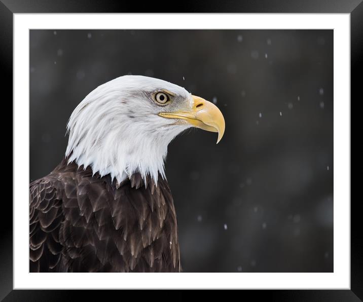 Bald Eagle in Snow II Framed Mounted Print by Abeselom Zerit