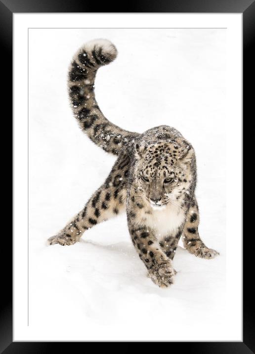 Snow Leopard on the Prowl VIII Framed Mounted Print by Abeselom Zerit