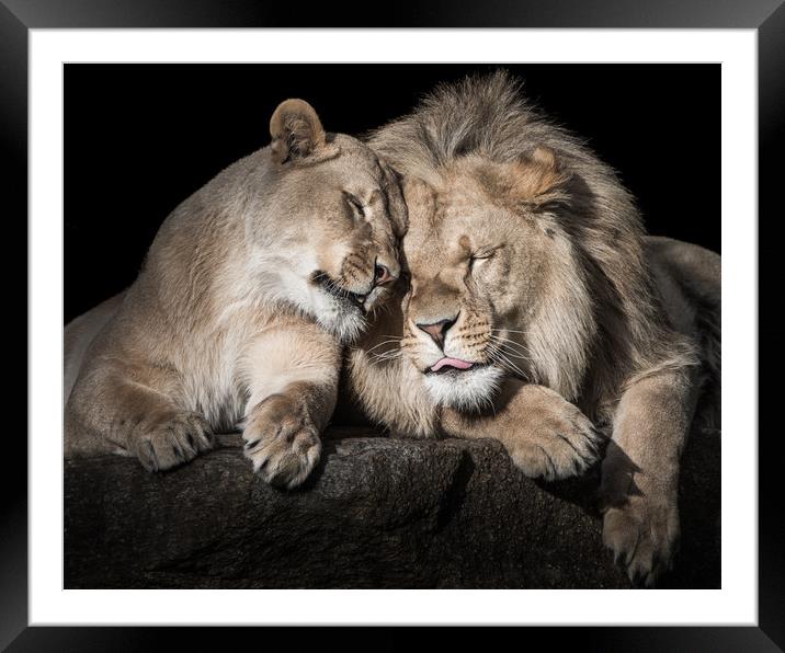 Lion Siblings Framed Mounted Print by Abeselom Zerit