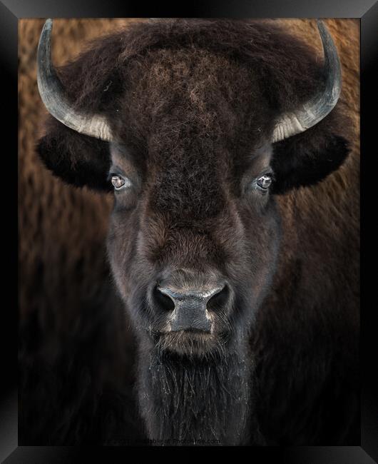 American Bison II Framed Print by Abeselom Zerit
