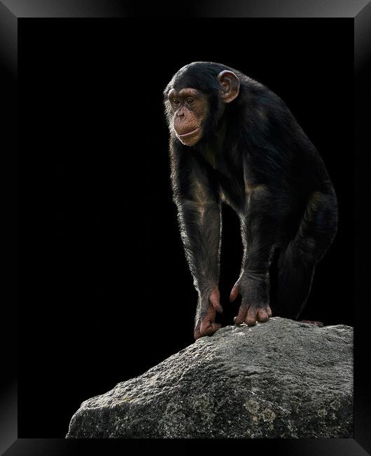 Baby Chimpanzee Framed Print by Abeselom Zerit