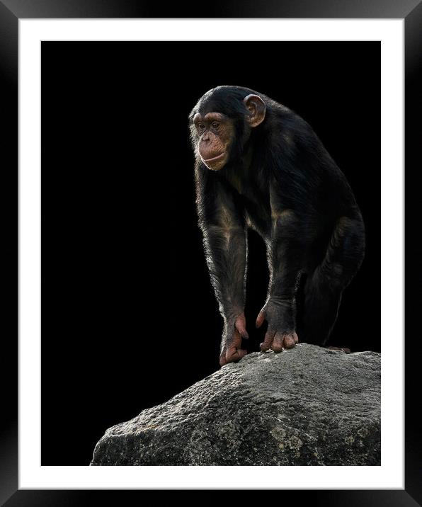 Baby Chimpanzee Framed Mounted Print by Abeselom Zerit