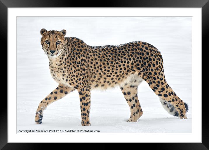 Cheetah in Snow Framed Mounted Print by Abeselom Zerit