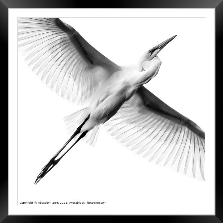 Great Egret II Framed Mounted Print by Abeselom Zerit