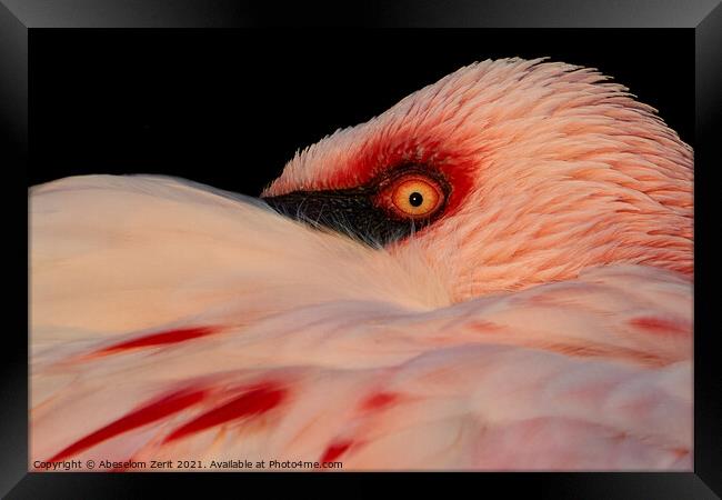Lesser Flamingo Closeup Framed Print by Abeselom Zerit