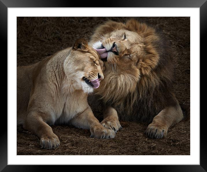 Lion Siblings IV Framed Mounted Print by Abeselom Zerit