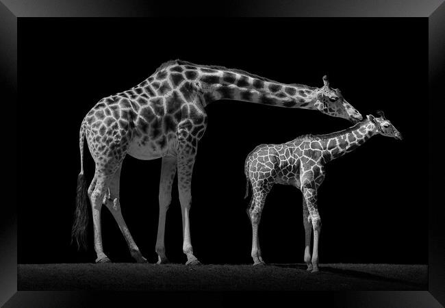 Mother and Baby Giraffe Framed Print by Abeselom Zerit