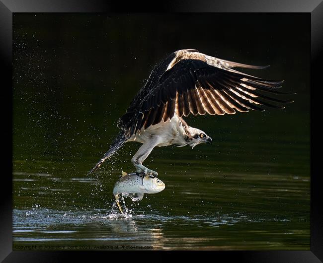 Osprey Takeoff XVIII Framed Print by Abeselom Zerit