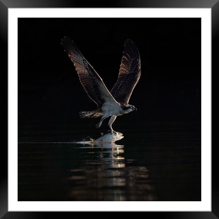 Osprey Takeoff XX Framed Mounted Print by Abeselom Zerit