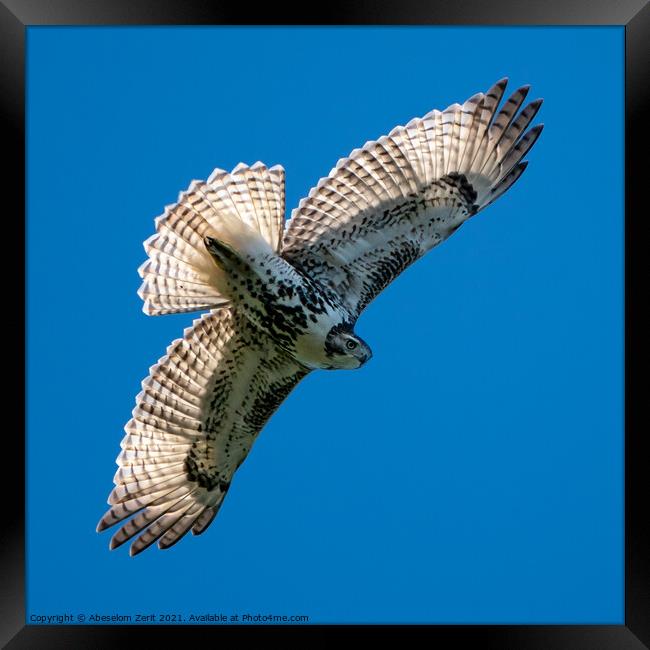Red-Tailed Hawk in Flight Framed Print by Abeselom Zerit