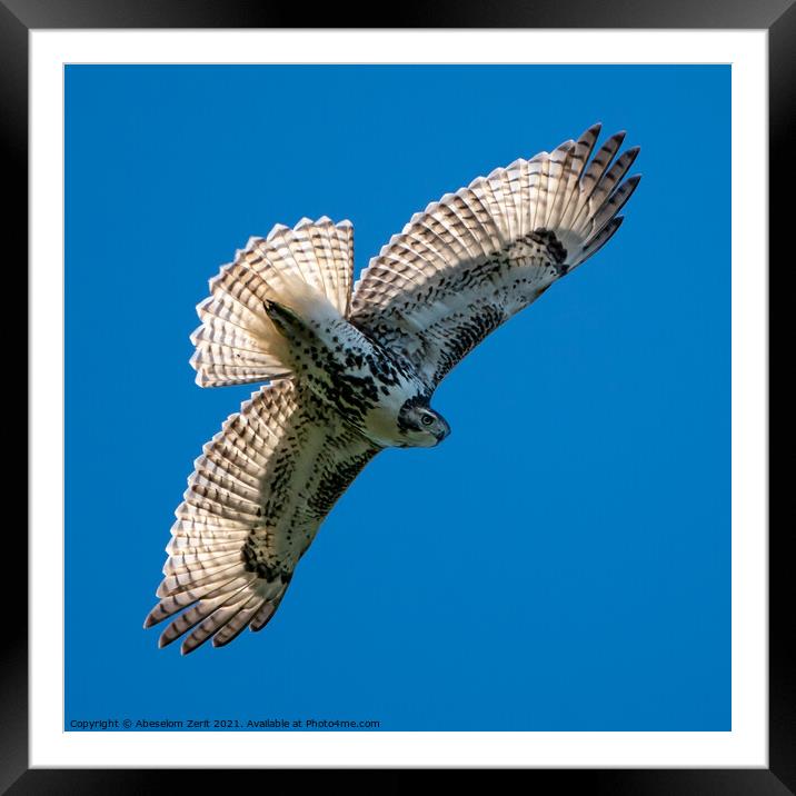 Red-Tailed Hawk in Flight Framed Mounted Print by Abeselom Zerit